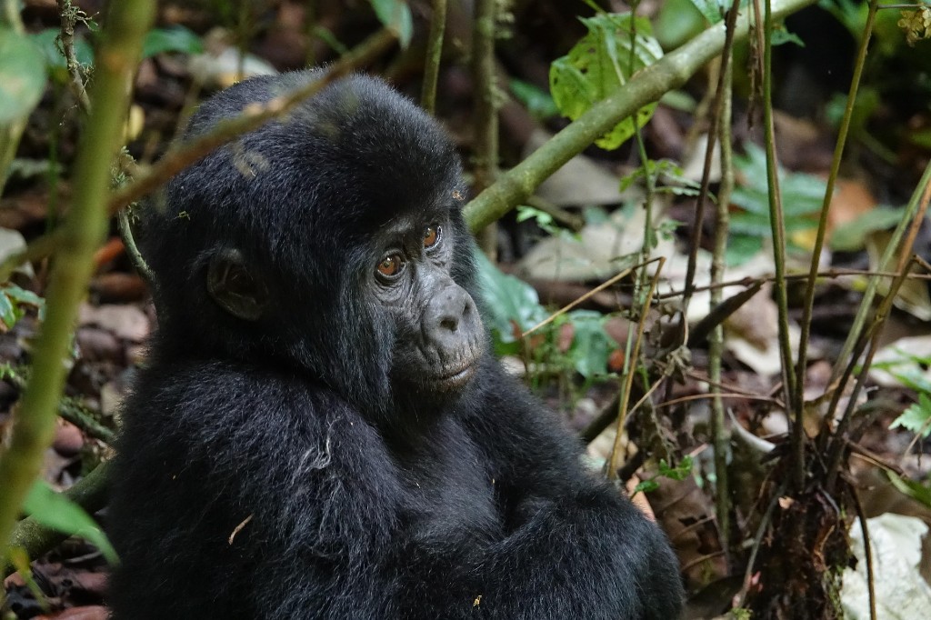 Young mountain gorilla in lush jungle, Bwindi Impenetrable Forest