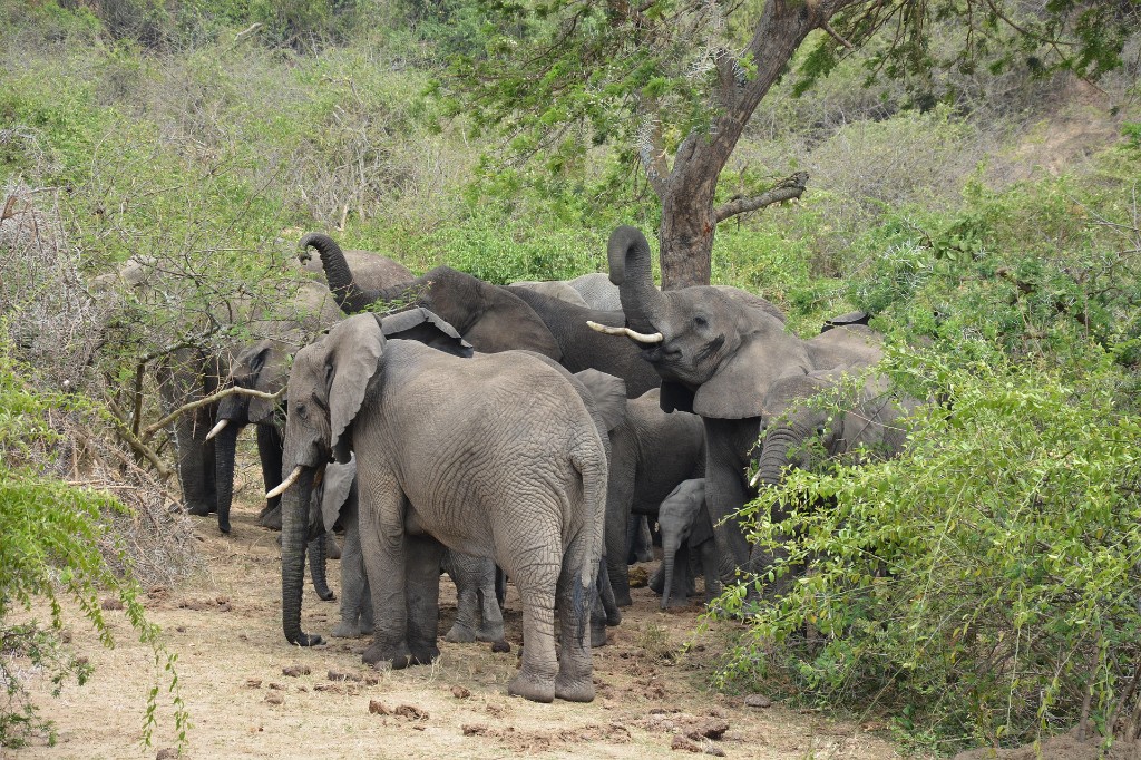 A herd of African elephants, including a young calf, gathered in the lush green vegetation of a forest