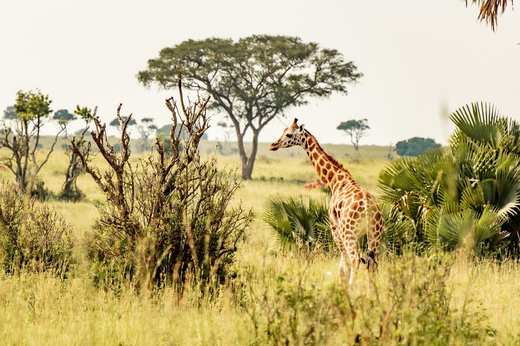 A giraffe looking back across the savanna with an acacia tree and fan palms in Queen Elizabeth National Park