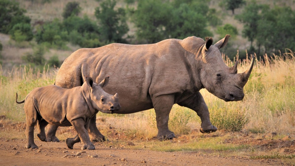 Adult white rhinoceros and calf walking on savanna at golden hour, Uganda