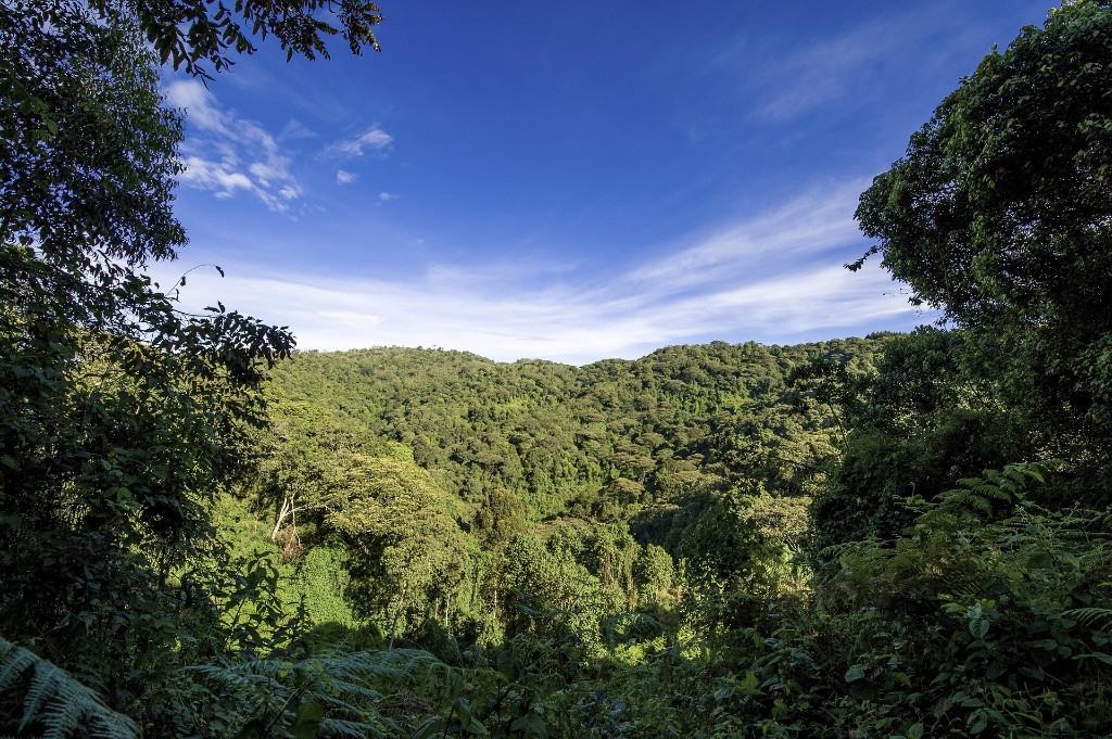 Lush forest canopy and hills of Uganda