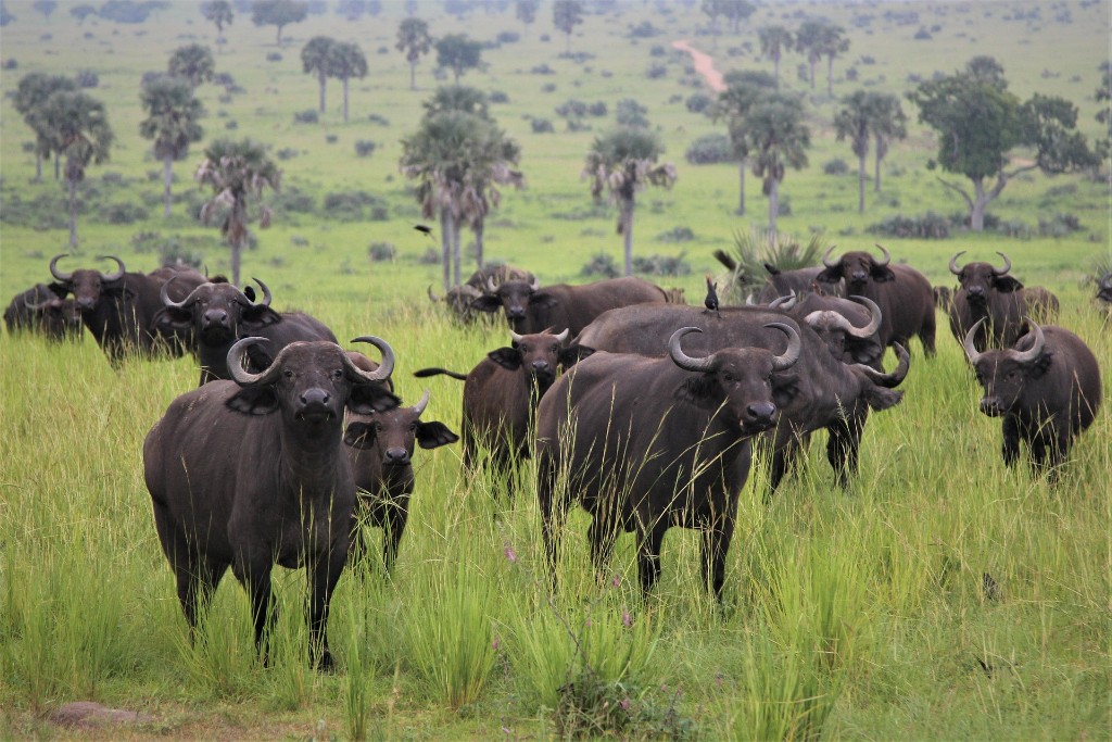 Herd of Cape buffalo in lush green savanna, Queen Elizabeth National Park, Uganda