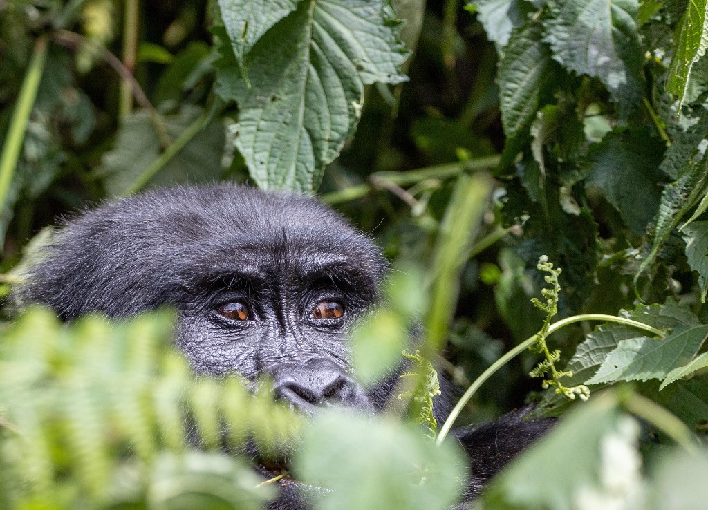 Mountain gorilla among lush green rainforest foliage