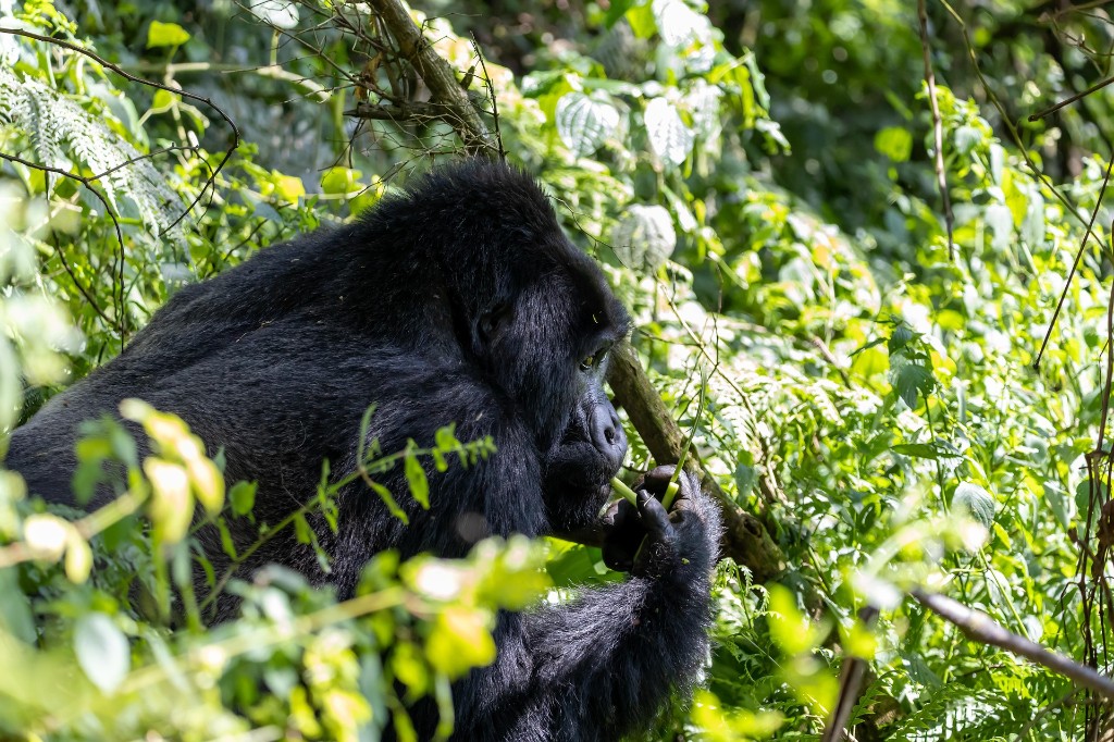 Mountain gorilla feeding in lush forest, Bwindi Impenetrable National Park