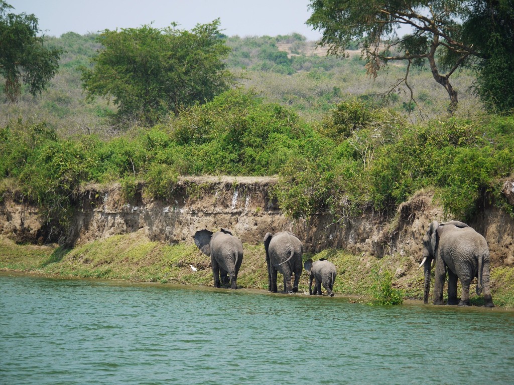 A small herd of African elephants, including a young calf, walking along a lush riverbank in Uganda
